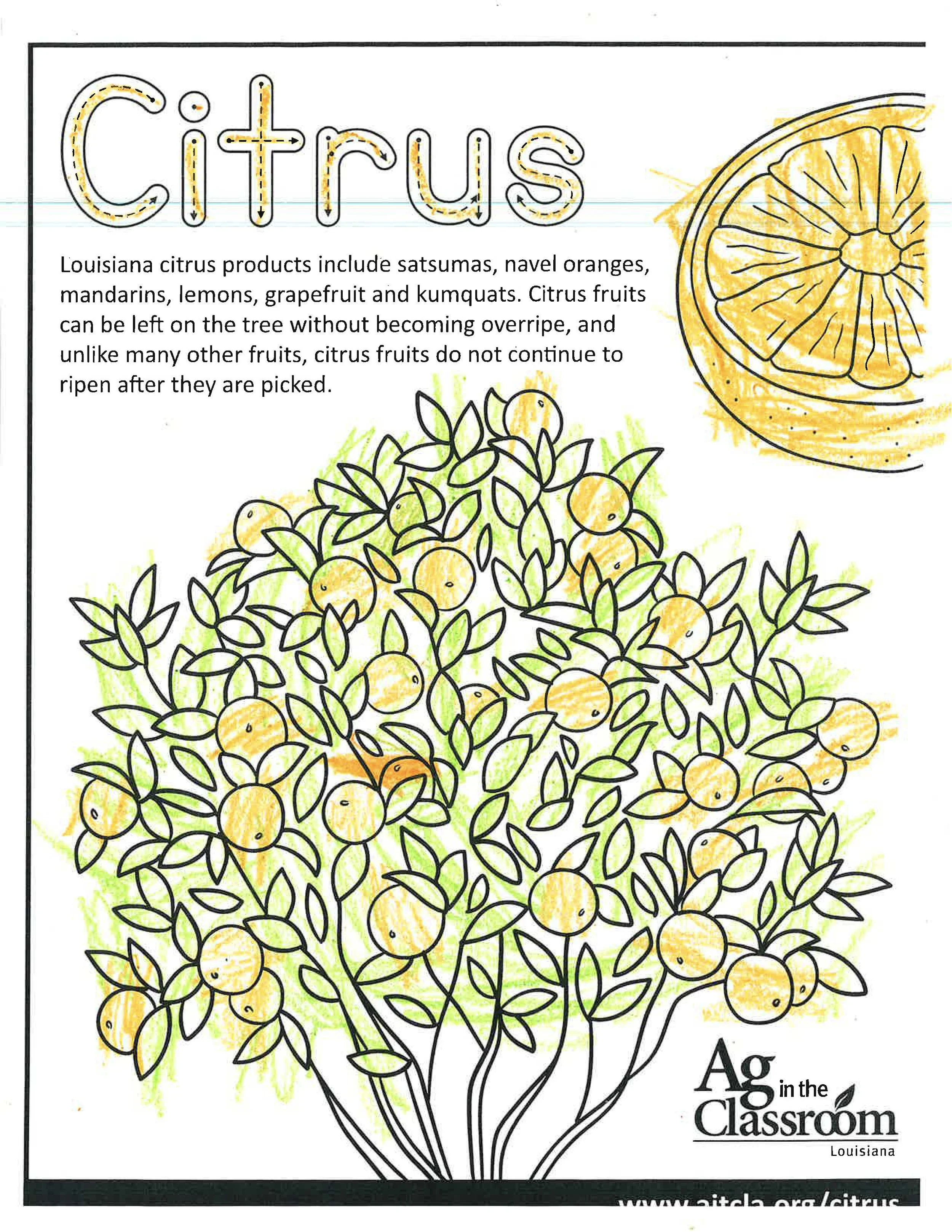 Citrus Color Sheets 2026_Page_05.jpg