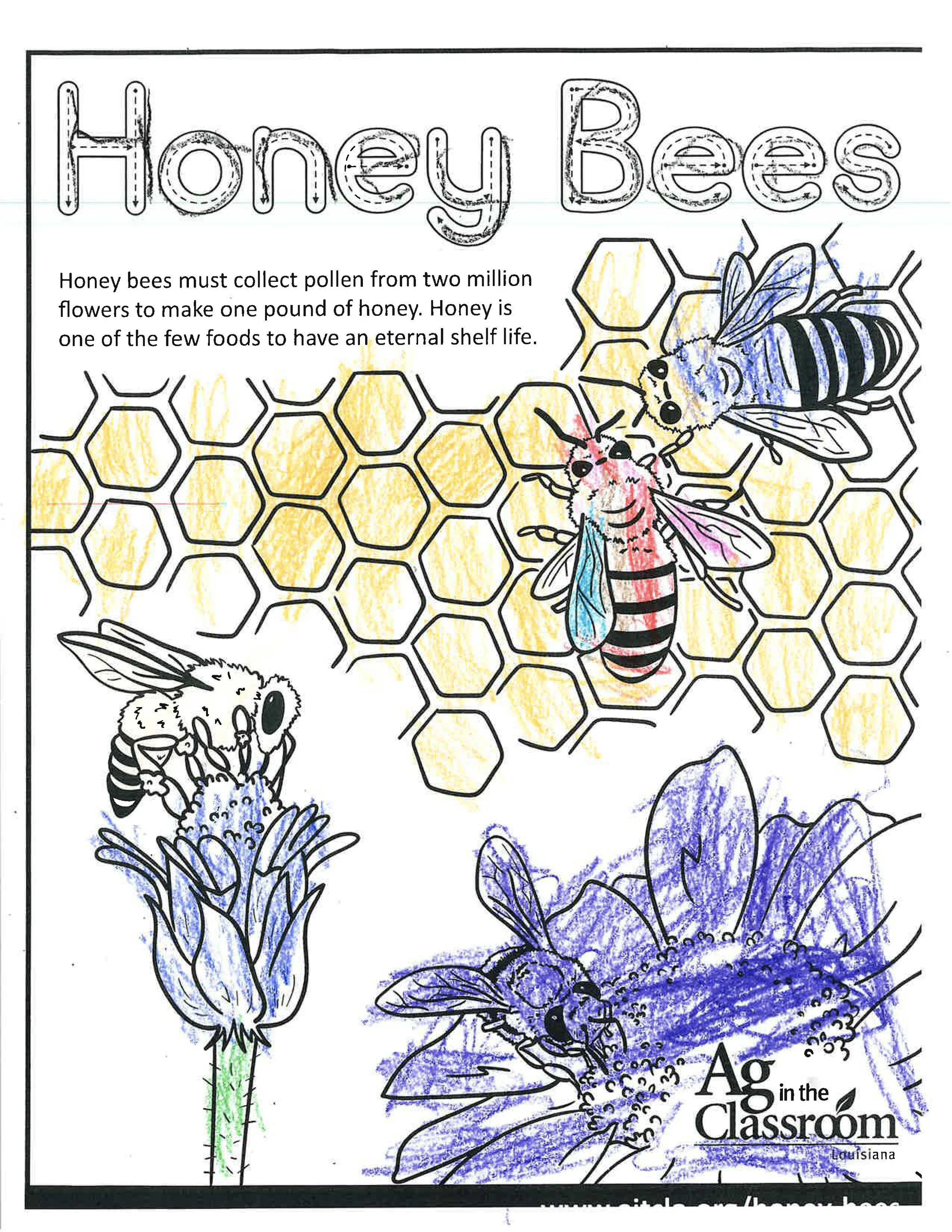 Honey Bee Color Sheets 2026_Page_06.jpg