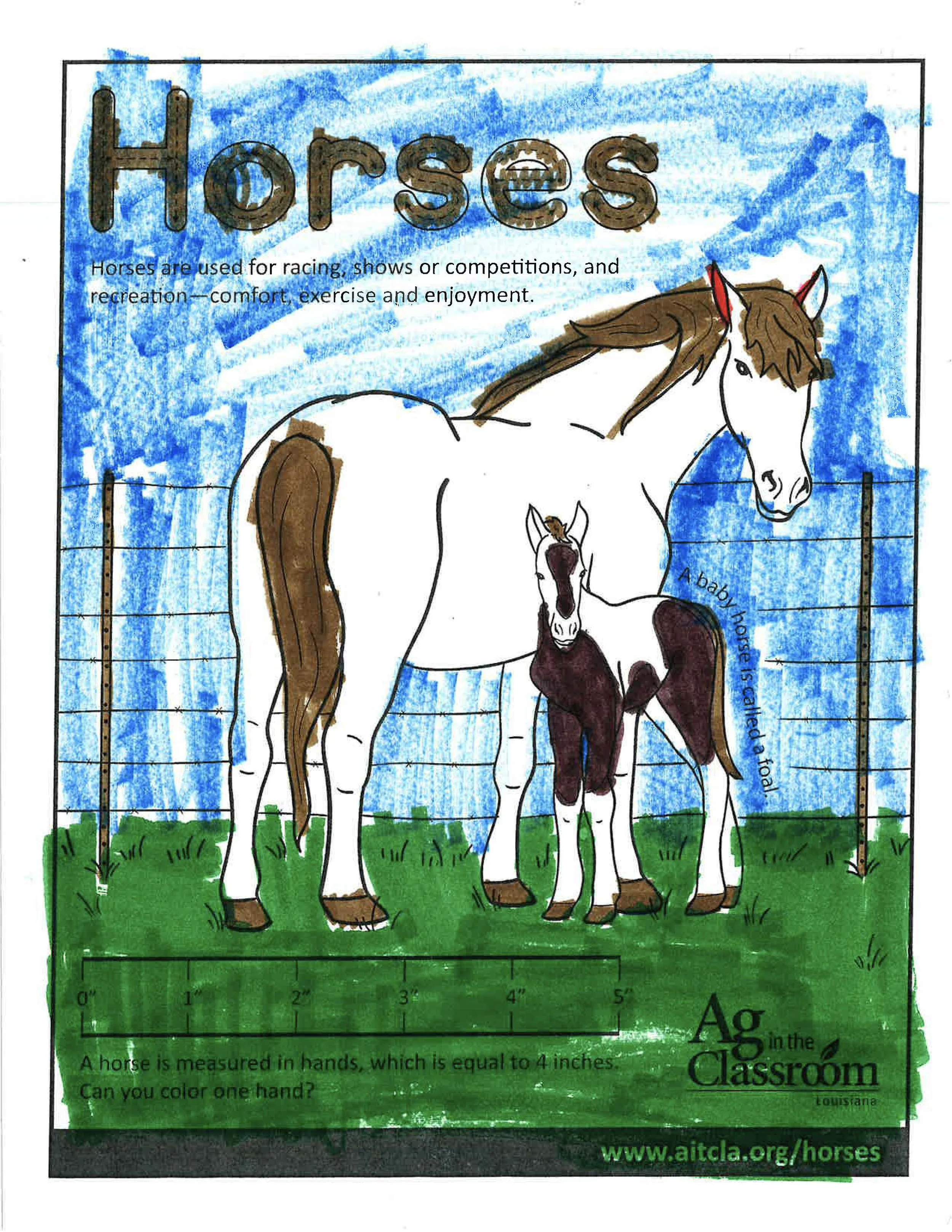 Horses Color Sheets 2026_Page_11.jpg