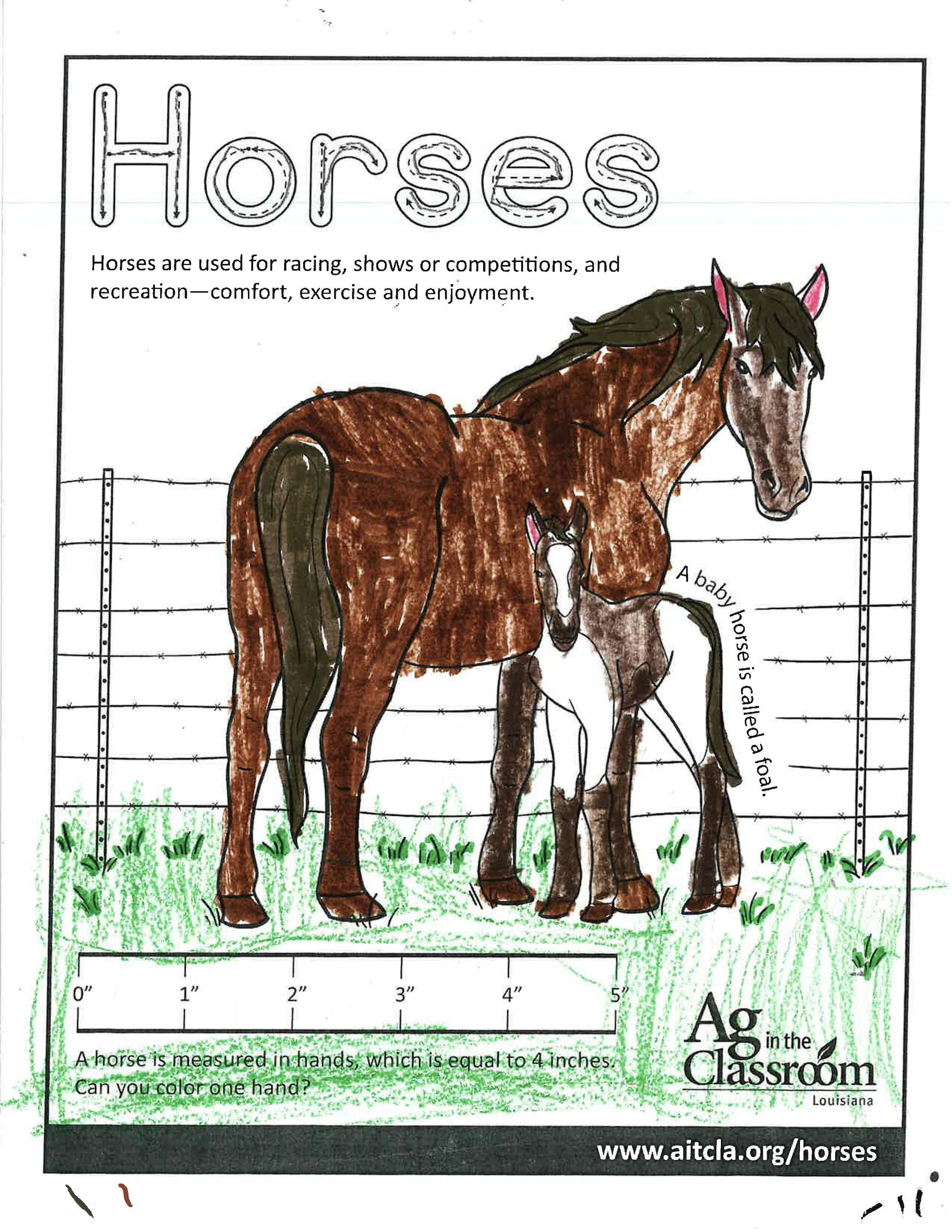 Horses Color Sheets 2026_Page_13.jpg