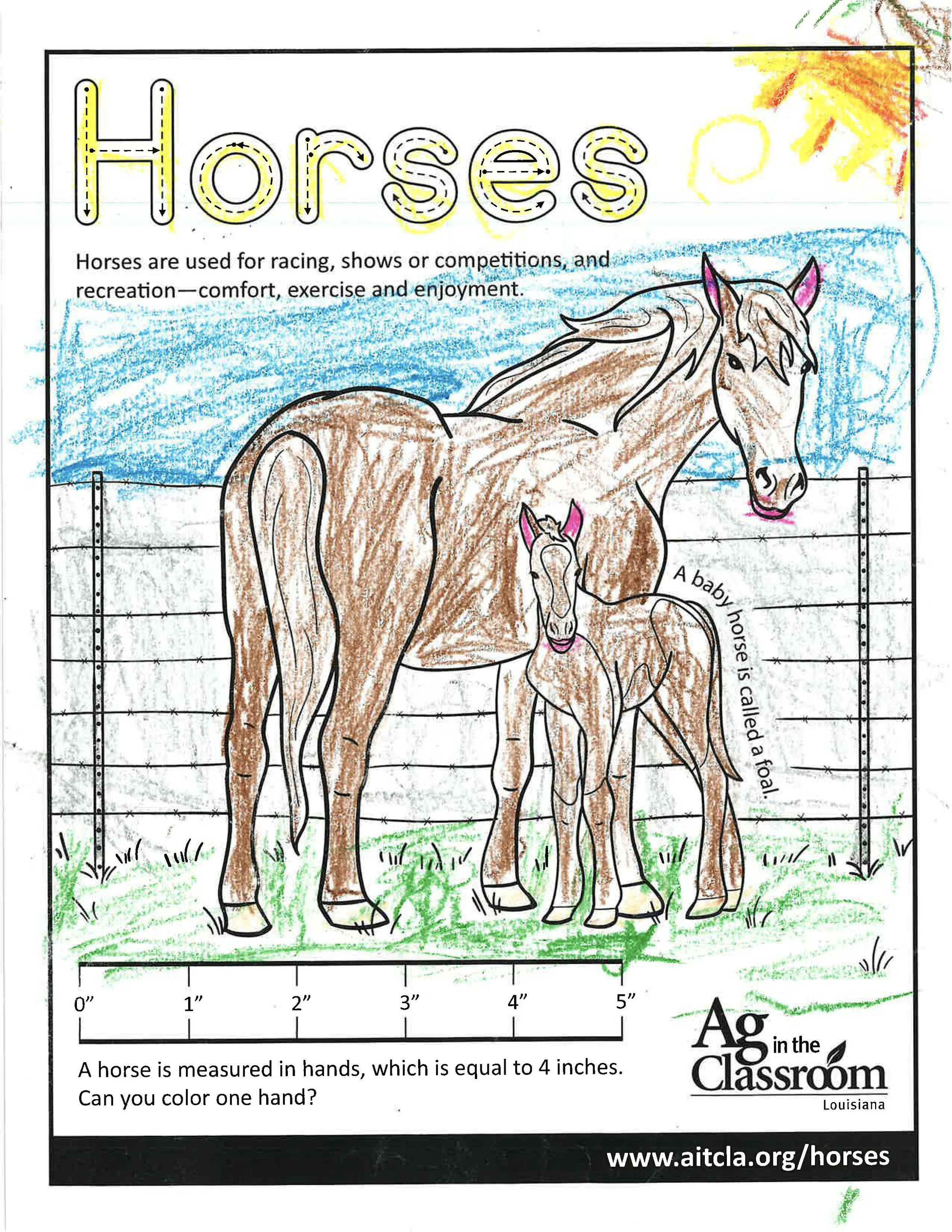 Horses Color Sheets 2026_Page_16.jpg