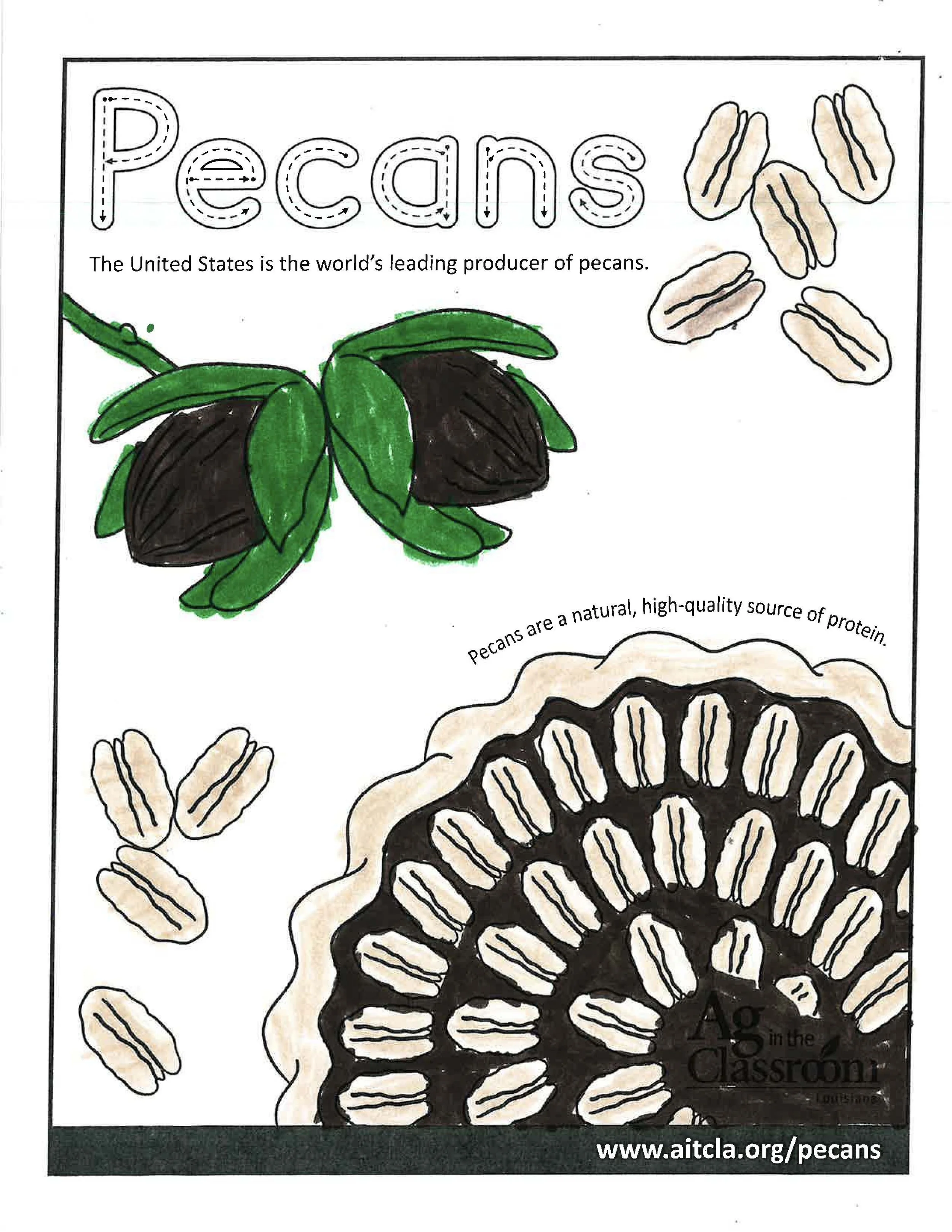 Pecans Color Sheets 2026_Page_8.jpg