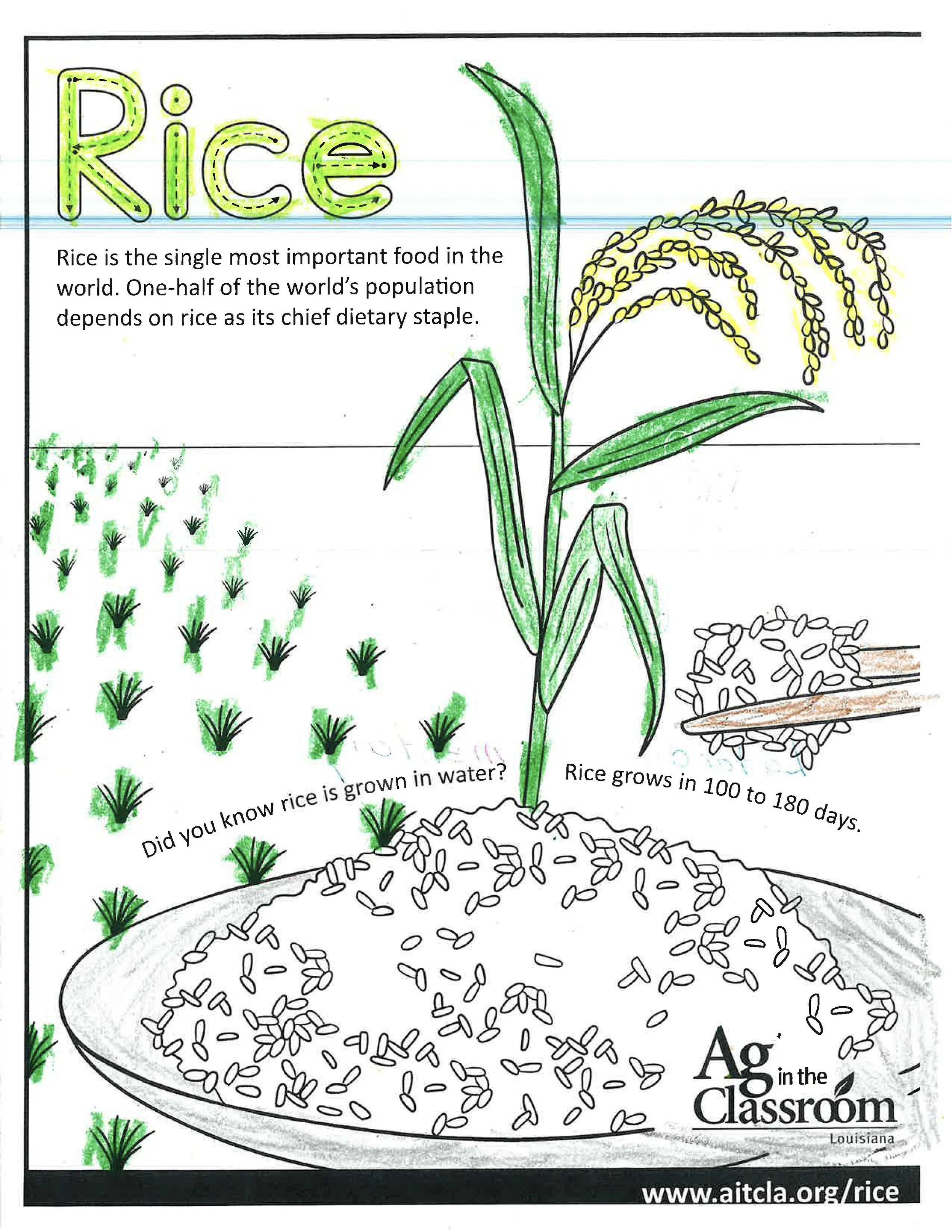Rice Color Sheets 2026_Page_2.jpg