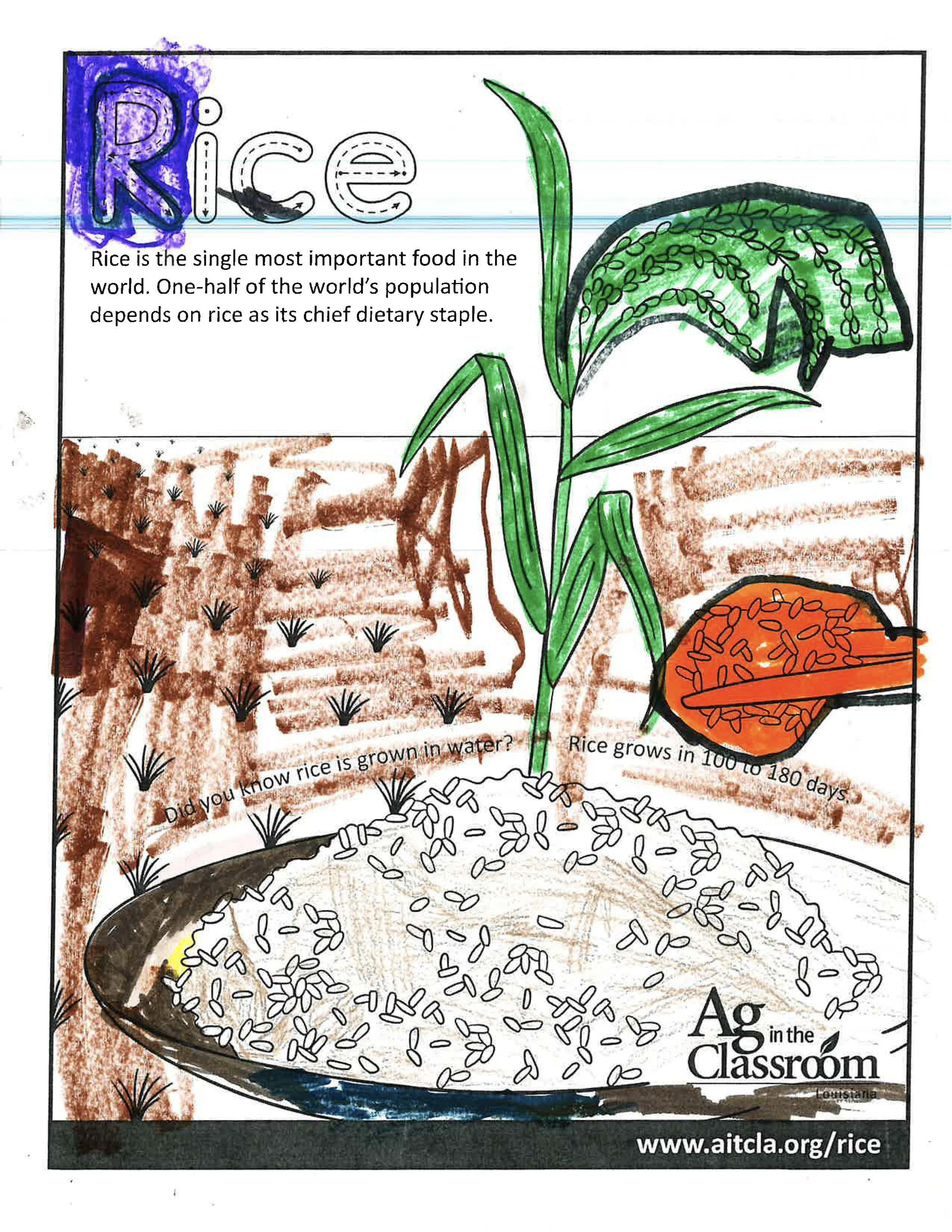 Rice Color Sheets 2026_Page_3.jpg