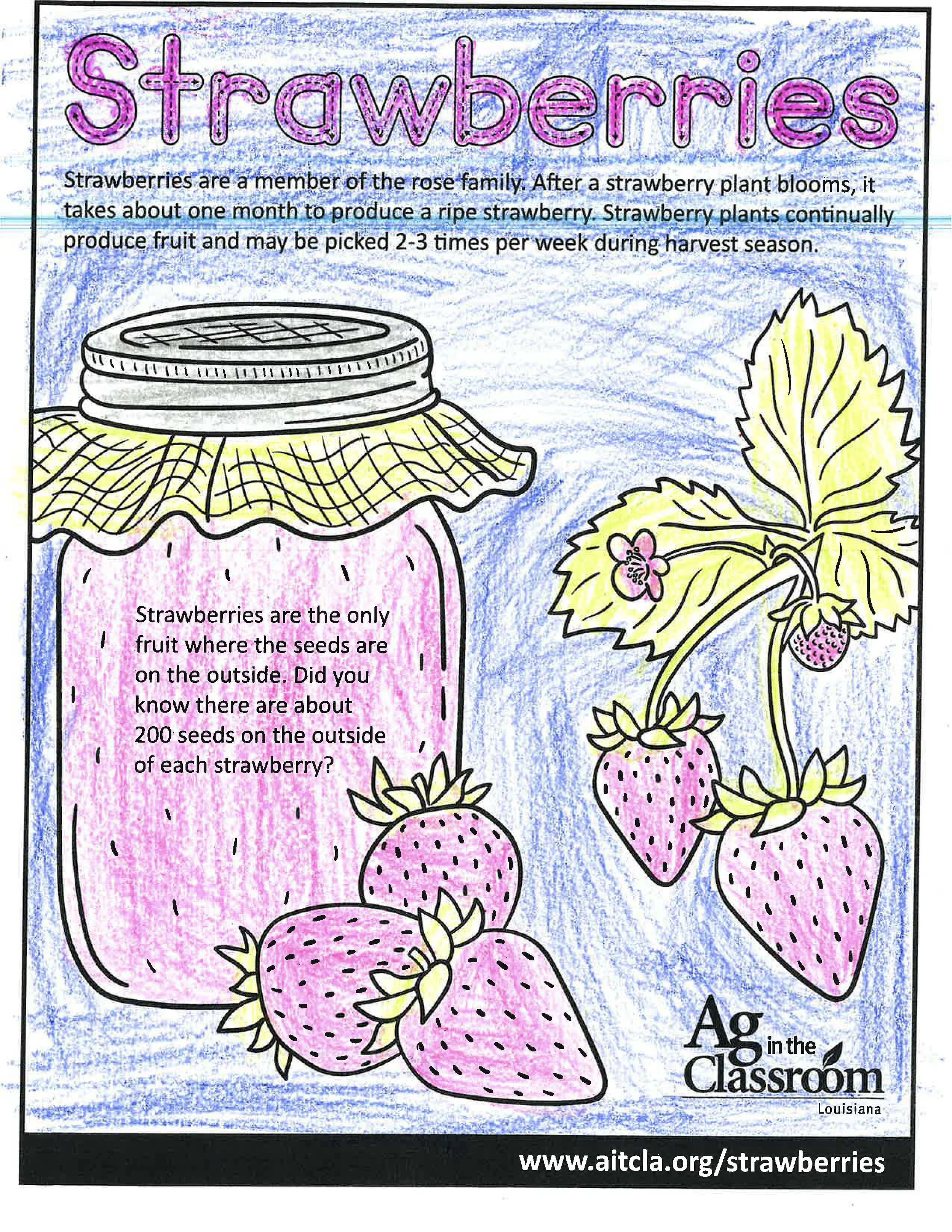 Strawberries Color Sheets 2026_Page_07.jpg