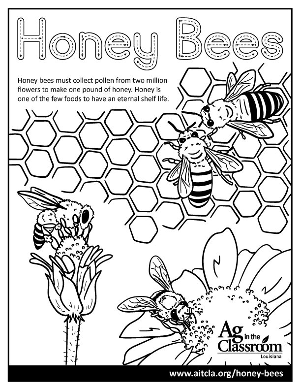 Honey Bees — Louisiana Ag in the Classroom