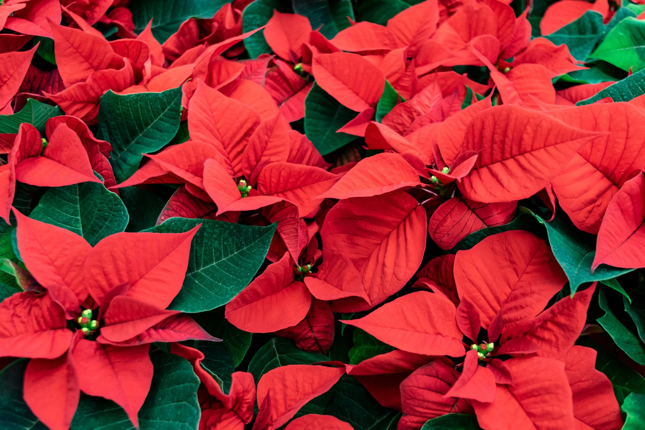 AdobeStock_307956055_Reduced.jpg
