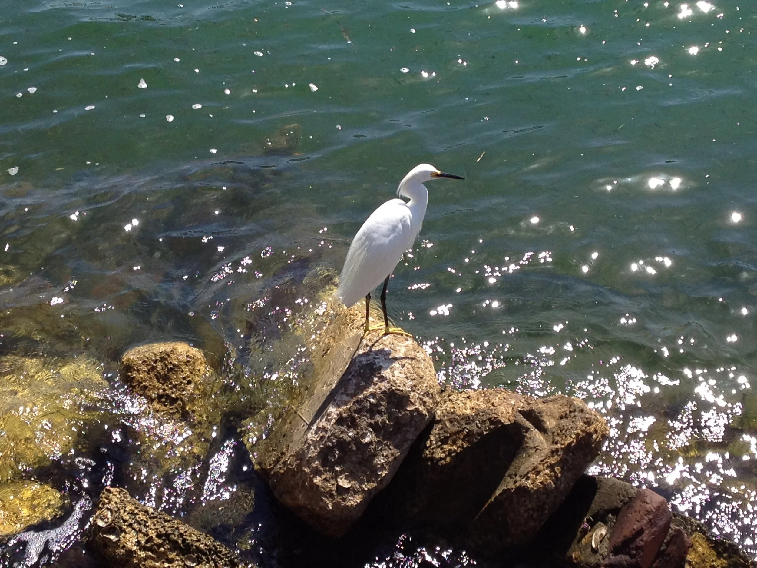 White Bird in Florida.JPG
