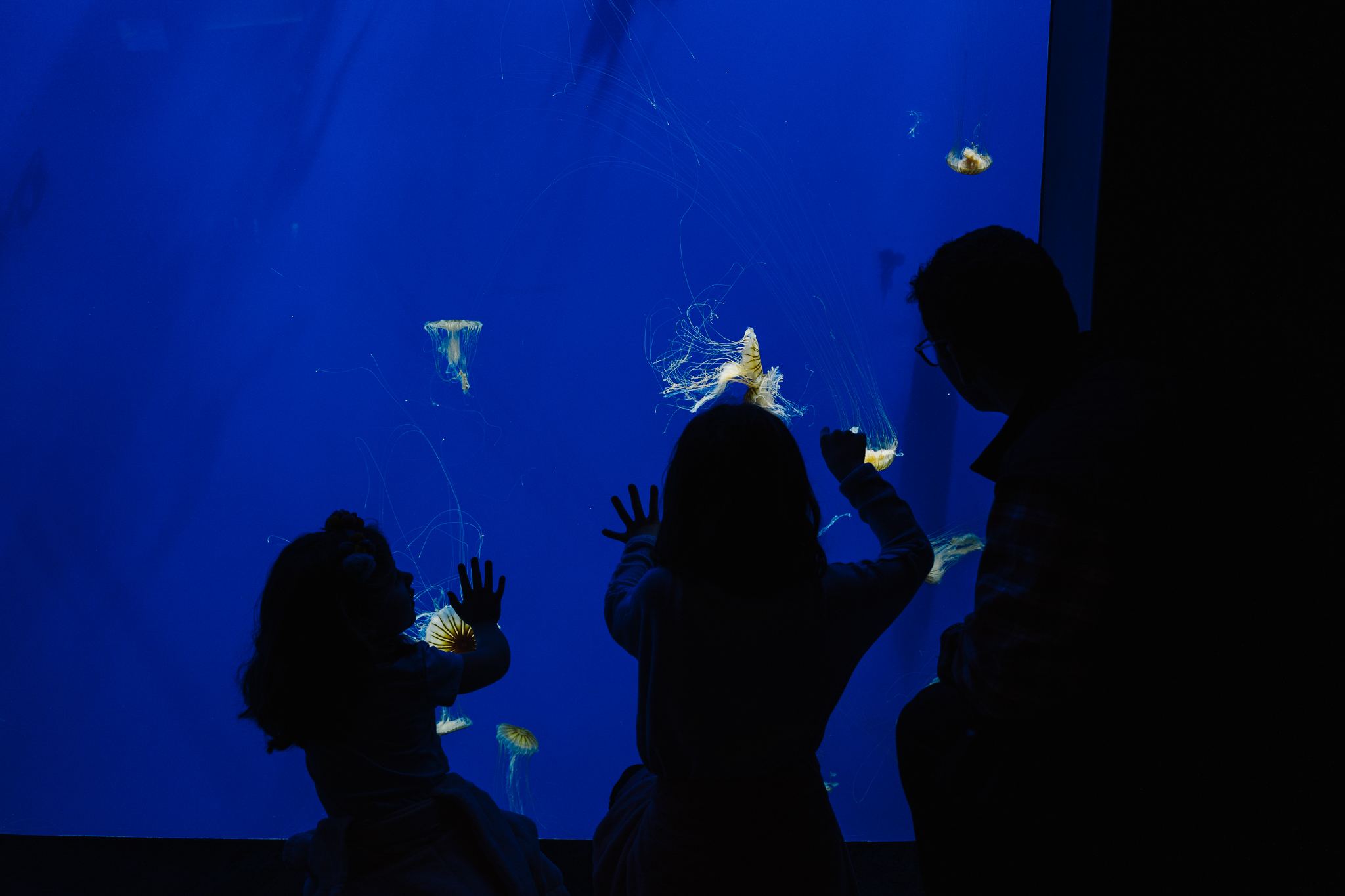 georgia aquarium tank roxannasuephotos