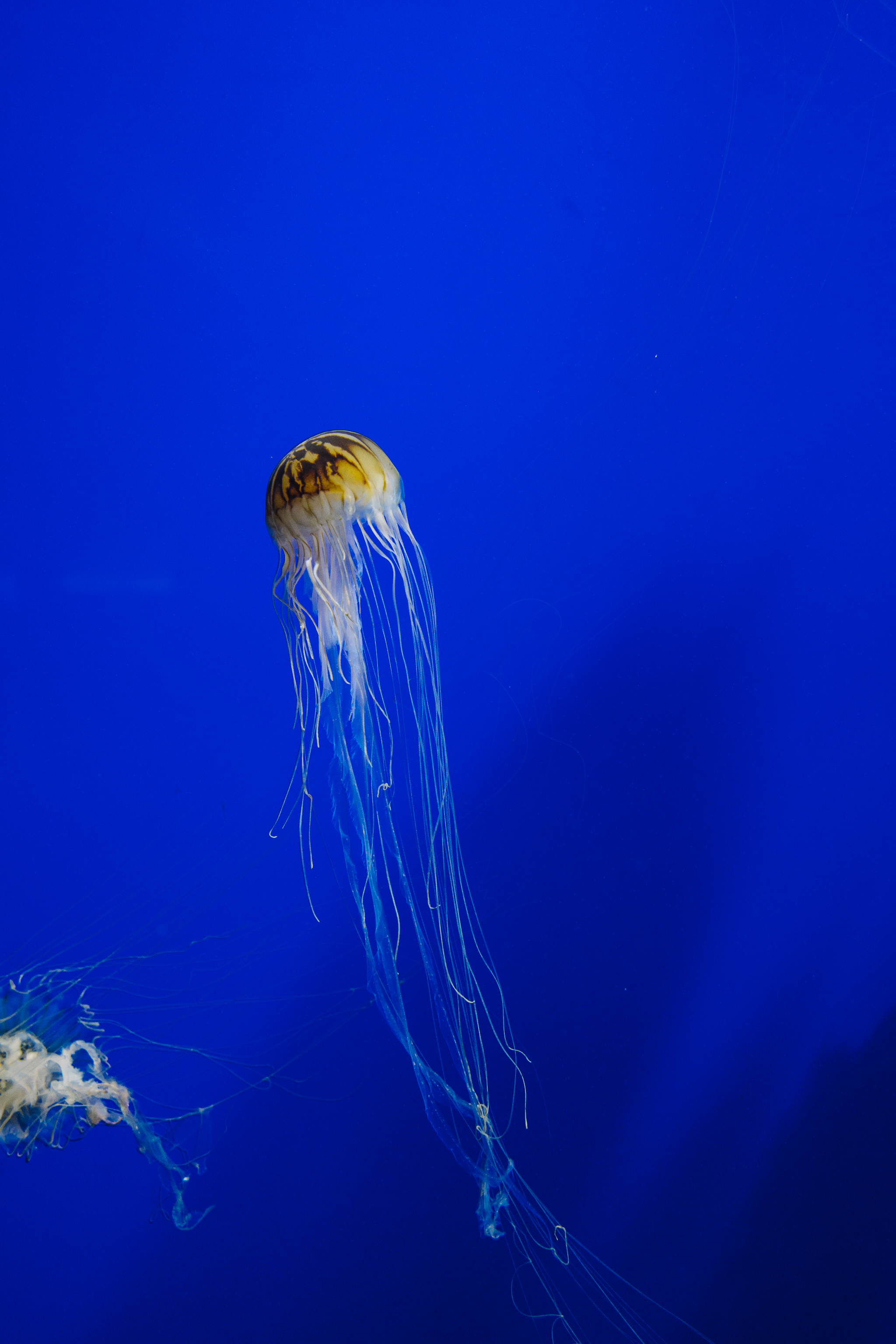 georgia aquarium atlanta jellyfish roxannasuephotos