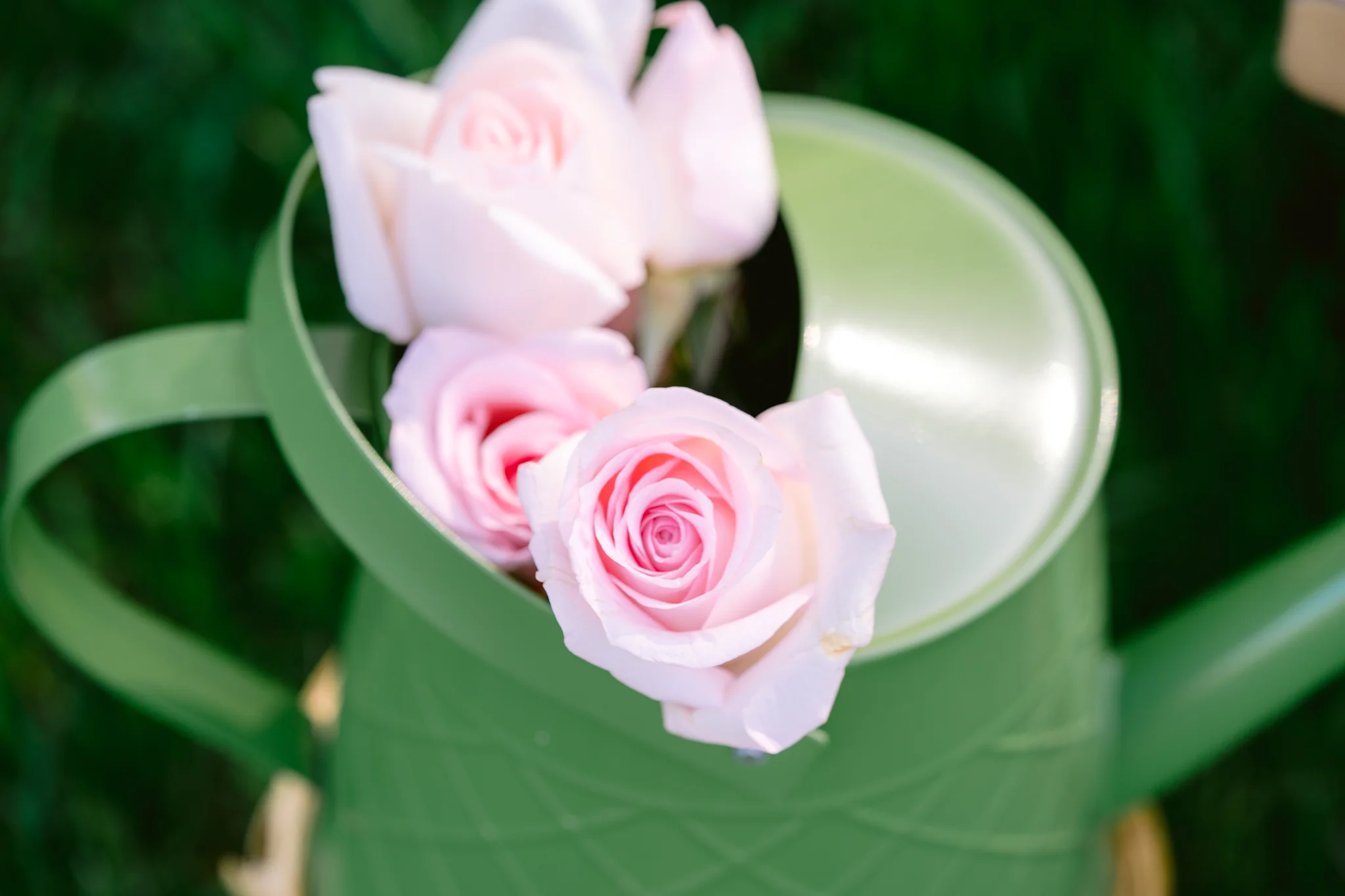 Can of roses, flowers
