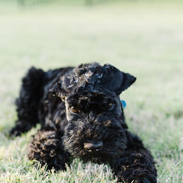 Meet our lil guy Merlin. He may not be a famous wizard but we all have high hopes for magic.
💫
Me: He&rsquo;s already imprinted and very aware I&rsquo;m his mama.
Ron: very sleepy, tiny bit grumpy but on his way to love land.
Josephine: cares more a