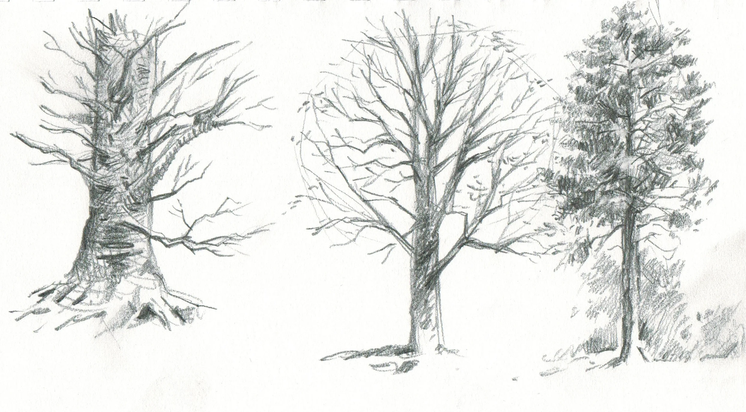  pencil on bristol board 