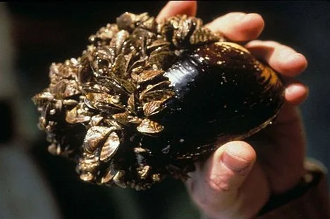 Invasive species Zebra Mussel's microscopic larvae can't be seen with the naked eye.