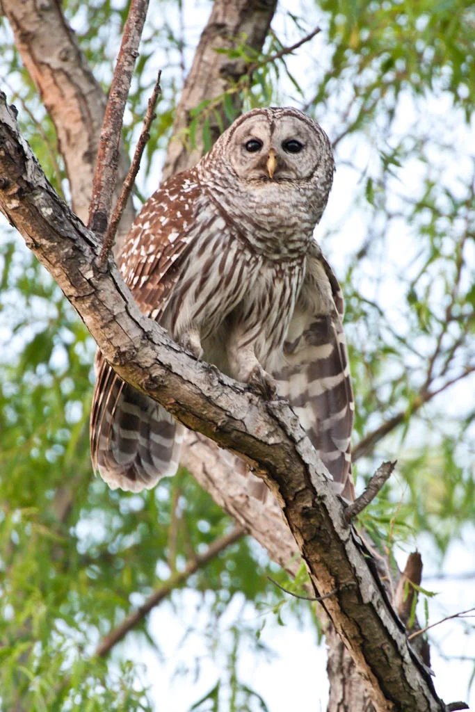 owl-o-ween.jpg