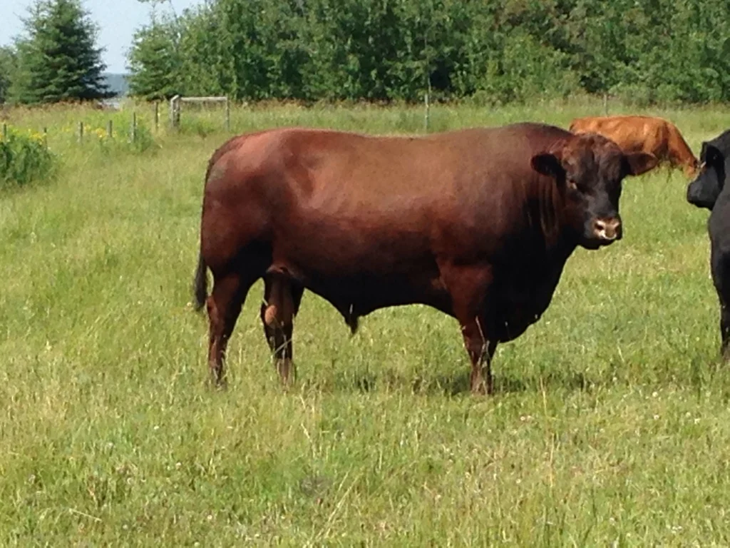 Home - Red Rush Red Angus