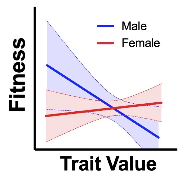 The relationship between a trait and fitness is often very different for males and females. Natural selection can pull the genome in different directions for each sex.
