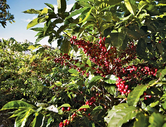navigate-a-coffee-plantation-like-a-pro01.jpg