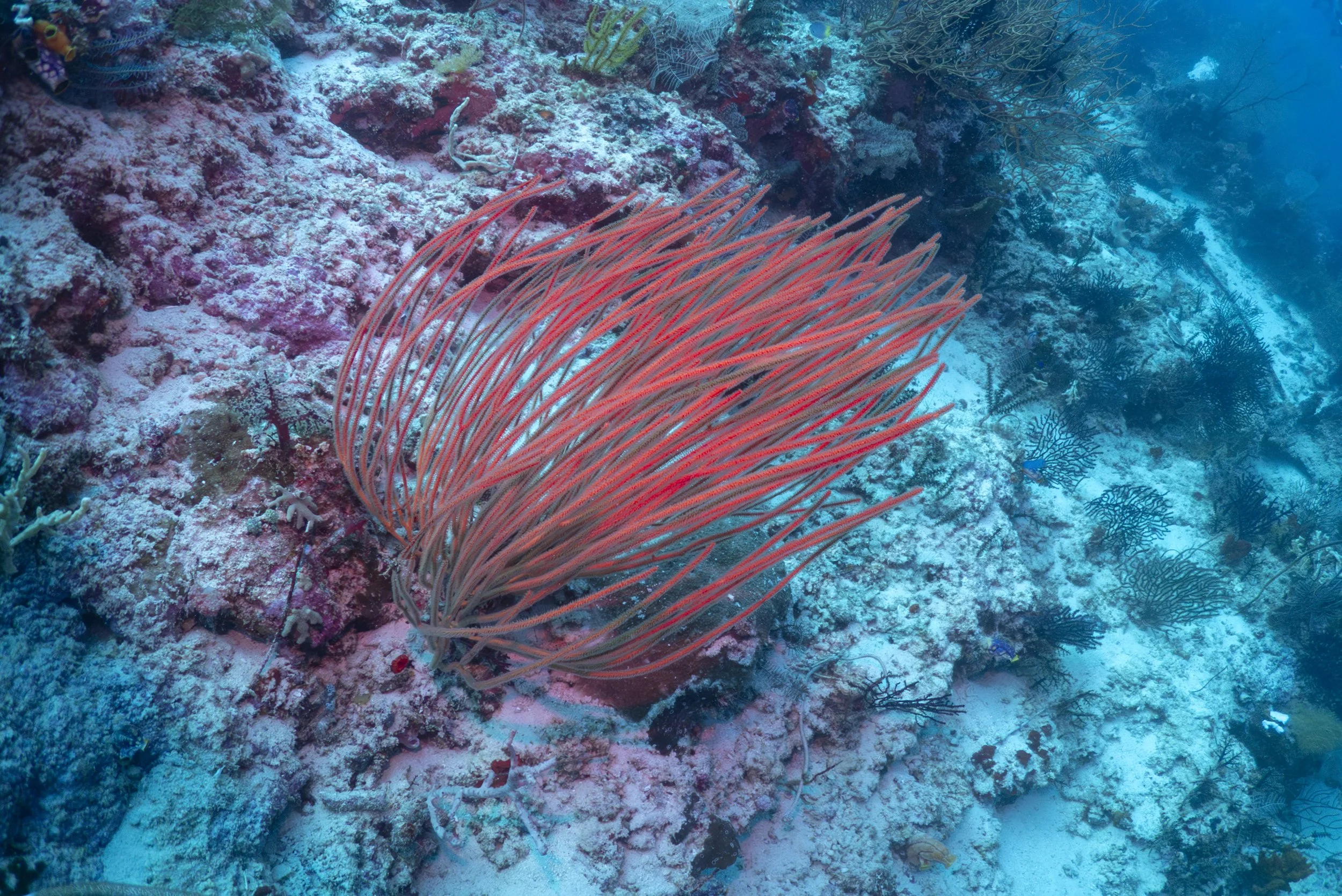 Raja+Ampat Gorgonian+Wall+3