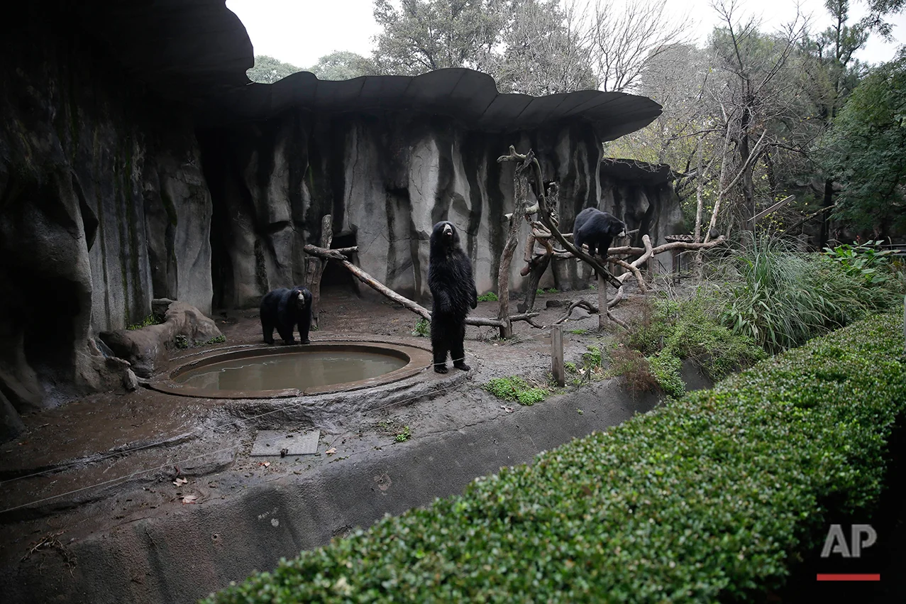 Bears roam inside their enclosed environment at the former Buenos Aires Zoo in Argentina, Friday, July 1, 2016. (AP Photo/Natacha Pisarenko)