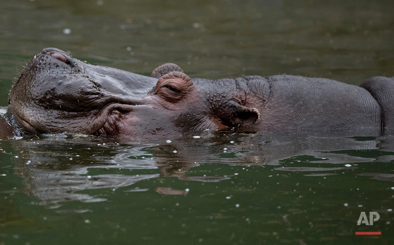 A hippo swims inside the former Buenos Aires Zoo in Argentina, Friday, July 1, 2016. (AP Photo/Natacha Pisarenko)