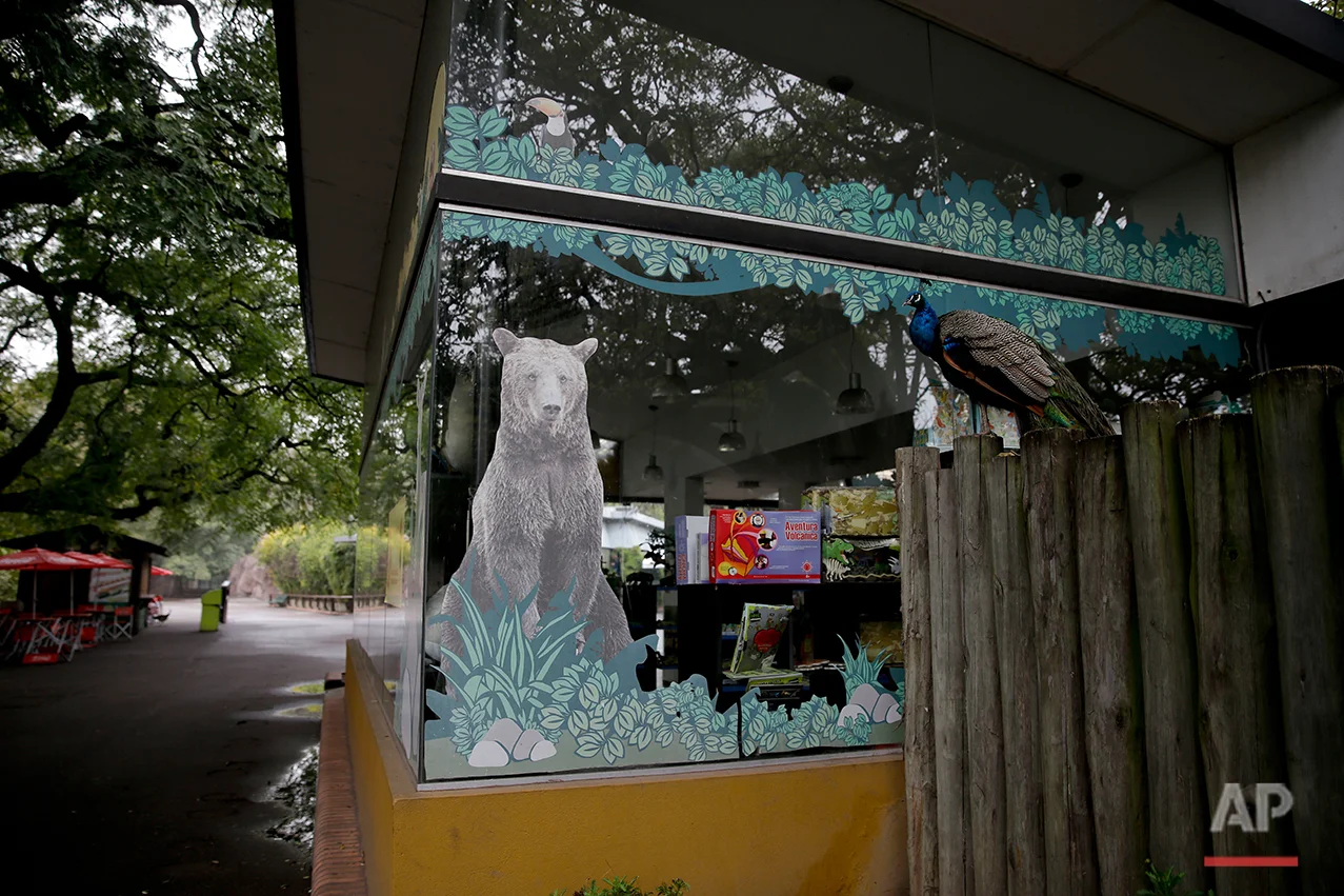 A peacock stands on a fence outside a souvenir shop inside the former Buenos Aires Zoo, Argentina, Friday, July 1, 2016. (AP Photo/Natacha Pisarenko)