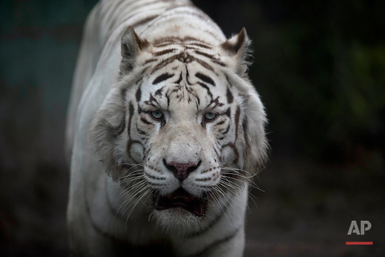 The white tiger walks inside its cage at the former Buenos Aires Zoo in Argentina, Friday, July 1, 2016. (AP Photo/Natacha Pisarenko)