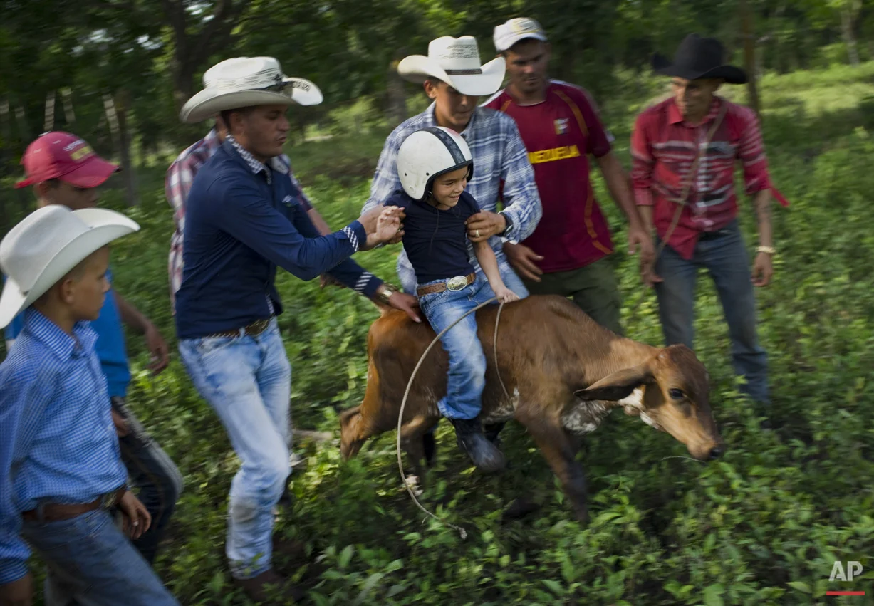In this July 29, 2016 photo, cowboys team up to help 5-year-old cowboy David Obregon learn to ride a calf during an improvised rodeo game at a farm in Sancti Spiritus, central Cuba. In the Cuban countryside, many children learn to ride a horse before they learn to ride a bicycle. In Sancti Spiritus’ cattle country, 80 children are enrolled in a non-governmental organization called Future Ranchers, founded by a group of neighboring cattle ranchers more than a decade ago to revive Cuba’s rodeo culture. (AP Photo/Ramon Espinosa)