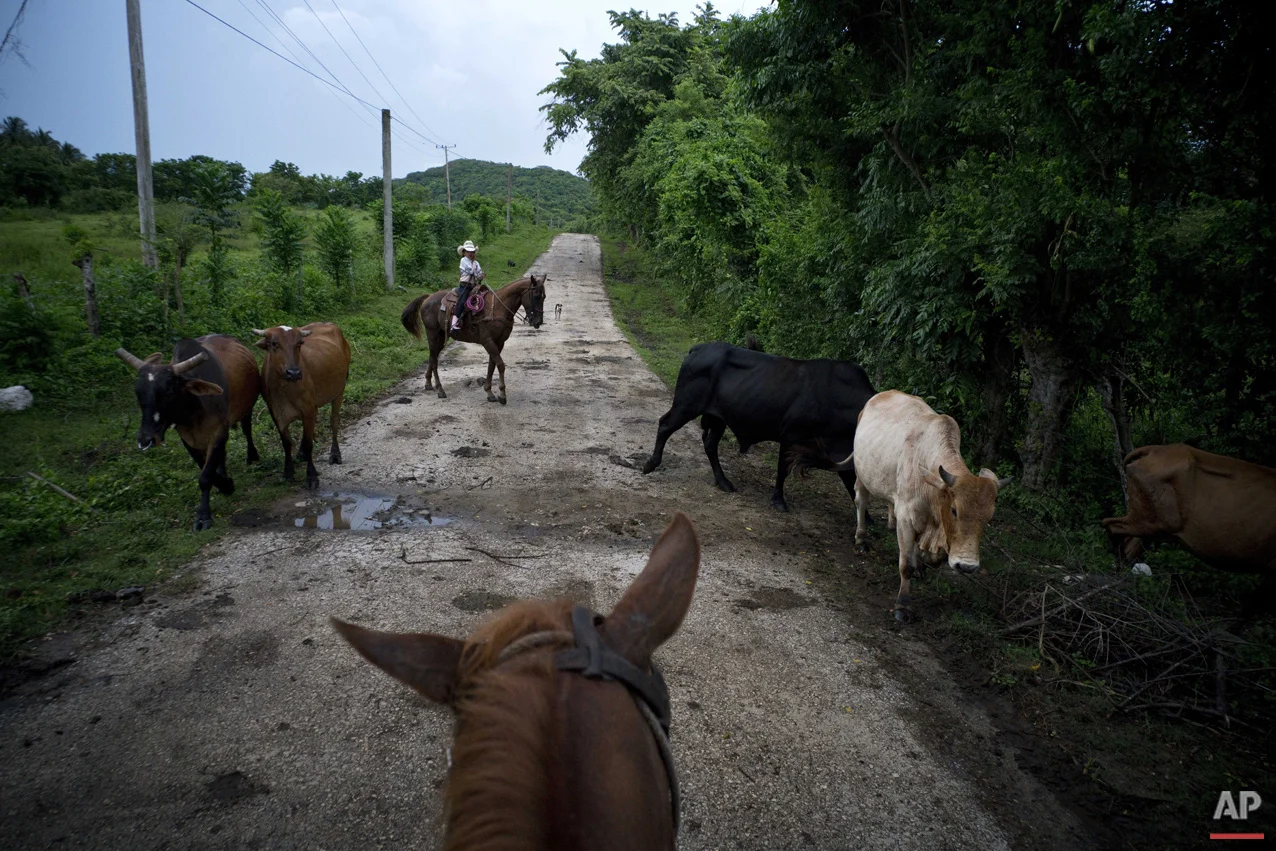 In this July 29, 2016 photo, cowgirl Dariadna Corujo sits on her horse while herding cattle near a farm in Sancti Spiritus, central Cuba. At the tender age of 6, Dariadna is already an expert barrel racer and calf roper, wearing pink boots as she competes in rodeos on the flat grasslands of central Sancti Spiritus province. (AP Photo/Ramon Espinosa)