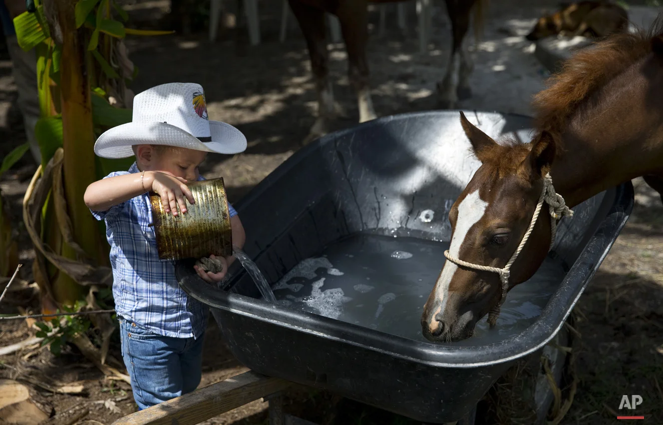 In this July 29, 2016 photo, 2-year-old cowboy Wrangler Ponce pours water into a wheelbarrow serving as a water troff for the horses at his parents farm in Sancti Spiritus, central Cuba. In the Cuban countryside, many children learn to ride a horse before they learn to ride a bicycle as well as skills like roping and riding along with more practical education. Those who grow up to be the best start farm- and ranch-related studies at local universities without passing the difficult national entrance exam. (AP Photo/Ramon Espinosa)