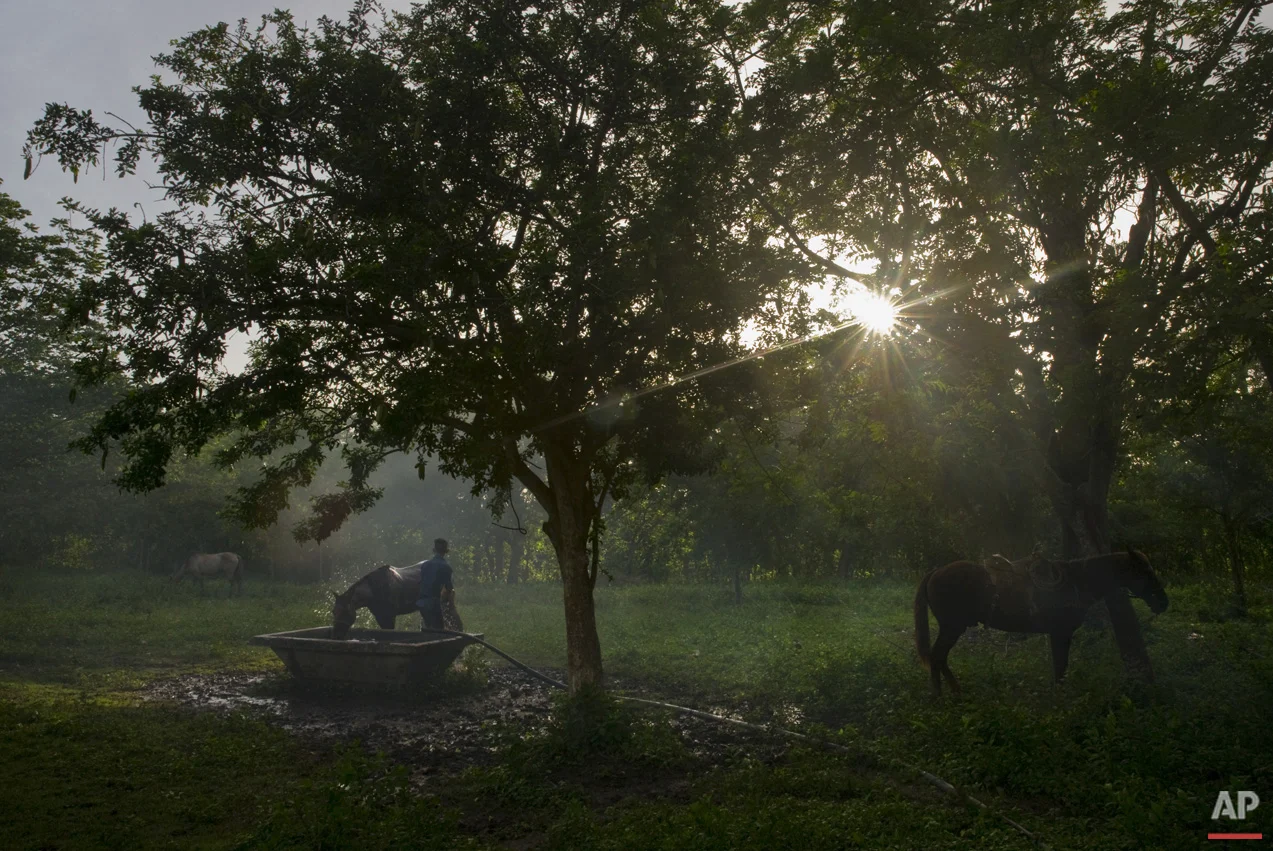 In this July 29, 2016 photo, a young cowboy bathes his horse after a rodeo competition in Sancti Spiritus, central Cuba. In the flat grasslands of Sancti Spiritus, a group of neighboring cattle ranchers founded a non-governmental organization called Future Ranchers more than a decade ago to revive Cuba’s rodeo culture, which dates back centuries to Spanish colonial times. (AP Photo/Ramon Espinosa)