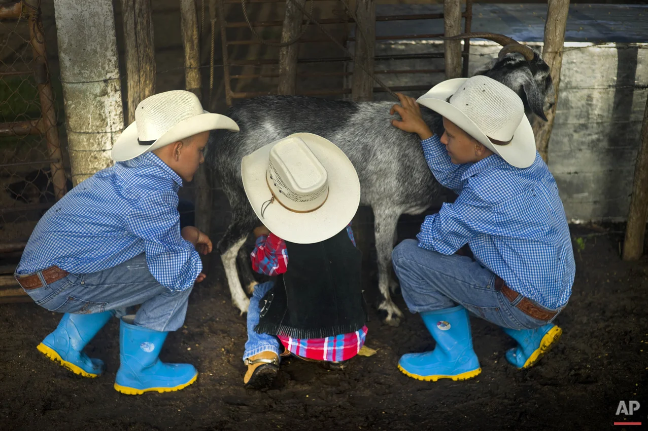 In this July 29, 2016 photo, young cowboys milk a goat at a farm in Sancti Spiritus, central Cuba. A group of neighboring cattle ranchers founded a non-governmental organization called Future Ranchers more than a decade ago to revive Cuba’s rodeo culture, which dates back centuries to Spanish colonial times. The group teaches rodeo skills like roping and riding along with more practical education in ranching, veterinary medicine and farming. (AP Photo/Ramon Espinosa)