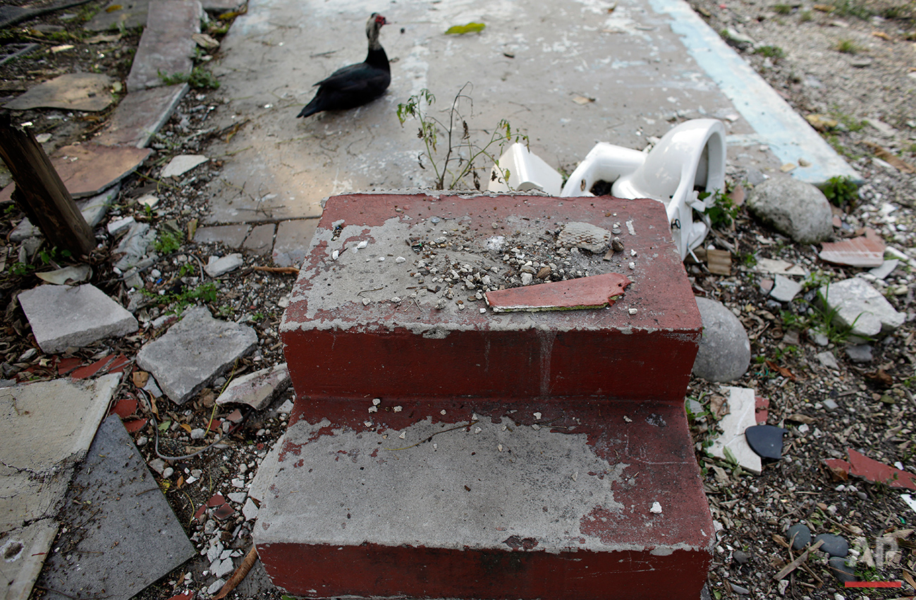  In this Monday, June 13, 2016 photo, a duck sits near a discarded toilet and steps at the Little Farm trailer park in El Portal, Fla. Residents, many of whom had owned their mobile homes in this close-knit community for years, were evicted in July a
