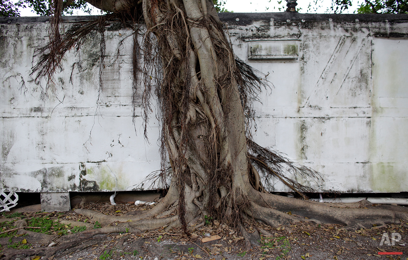  In this Tuesday, July 12, 2016 photo, a tree grows onto the side of a mobile home at the Little Farm trailer park in El Portal, Fla. In a city known for its glitzy, luxurious condo towers, affordable rental housing is hard to come by. Many of the fo