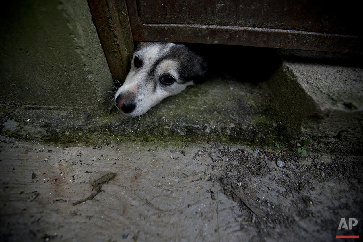 In this July 21, 2016 photo, an abandoned dog pokes his head out from under a door at the private shelter Funasissi, in the working-class Caracas neighborhood of El Junquito, Venezuela. As the country's economic crisis deepens, food shortages and rising poverty are forcing once-middle-class Venezuelans to do the unthinkable and let their pets starve, or abandon them in the streets. (AP Photo/Fernando Llano) See these photos on APImages.com