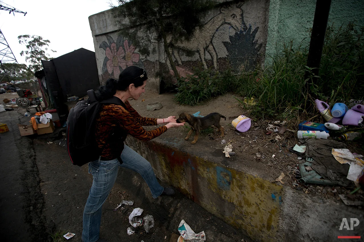 In this July 23, 2016 photo, Katty Quintas, part owner of the Funasissi animal shelter, comes across an abandoned dog rummaging in the trash in the working-class Caracas neighborhood of El Junquito, Venezuela. In Caracas it has become common to see purebred dogs rummaging in the trash or lying outdoors, filthy and gaunt. (AP Photo/Fernando Llano) See these photos on APImages.com