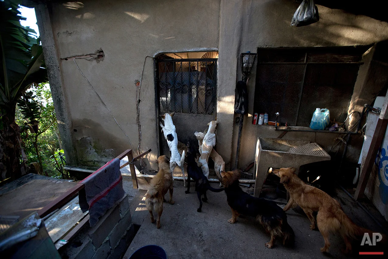 In this July 23, 2016 photo, abandoned dogs gather for feeding time at the private shelter Funasissi, in the working-class Caracas neighborhood of El Junquito, Venezuela. No figures are available, but activists and veterinarians say they are seeing a growing number of dogs and cats abandoned at Venezuela's parks, shelters, and private clinics. (AP Photo/Fernando Llano) See these photos on APImages.com