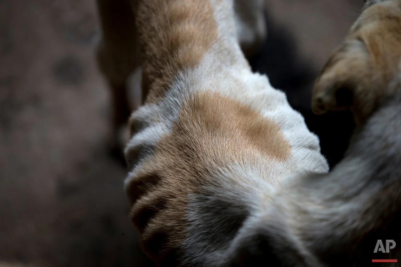 In this July 23, 2016 photo, an abandoned dog so skinny his ribcage is visible waits to be fed at the private shelter Funasissi, in the working-class Caracas neighborhood of El Junquito, Venezuela. Forced to choose between feeding themselves or their beloved cats and dogs, middle class Venezuelans are abandoning their pets in the streets in never-seen-before numbers. (AP Photo/Fernando Llano) See these photos on APImages.com