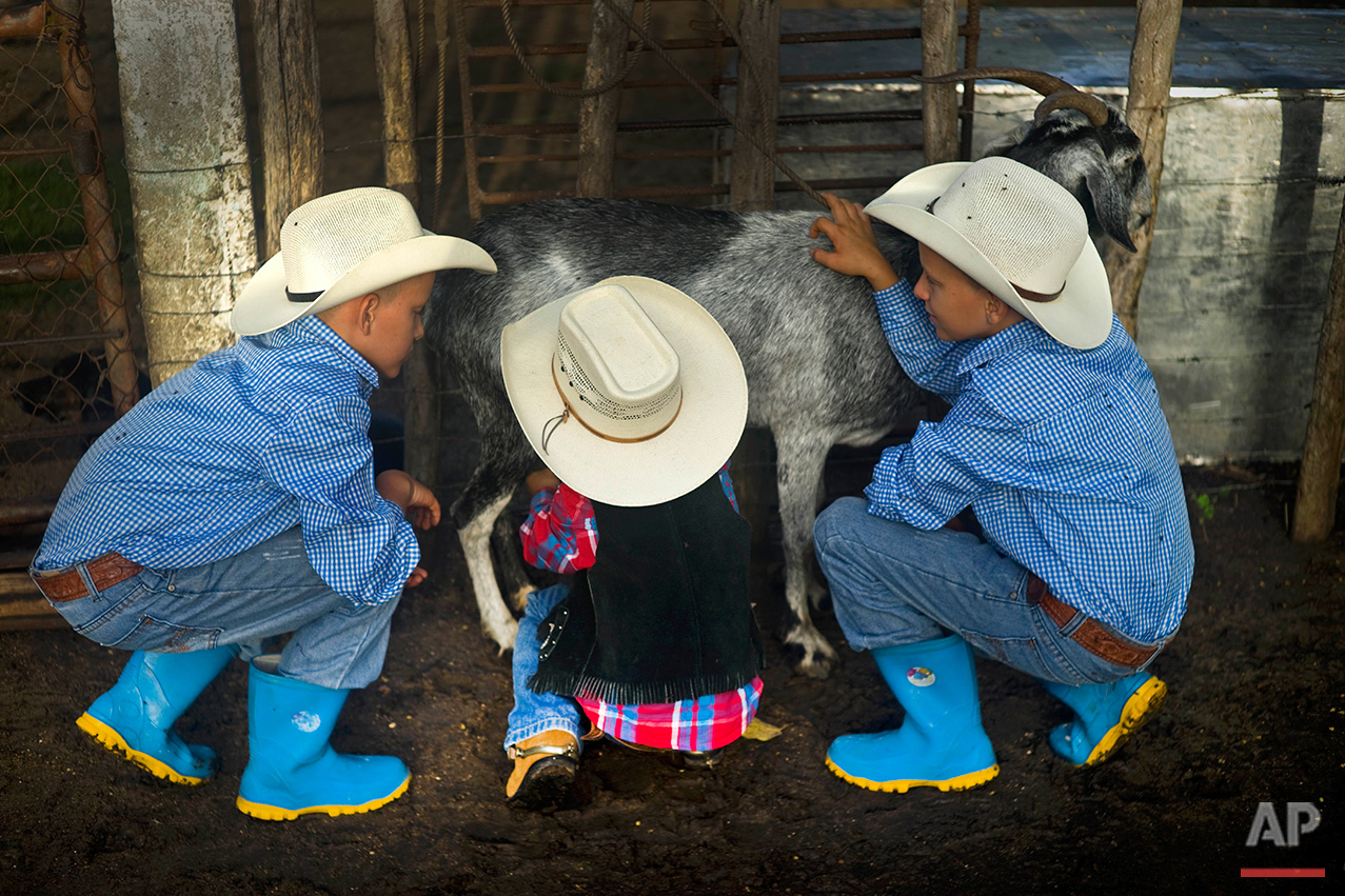  In this July 29, 2016 photo, young cowboys milk a goat at a farm in Sancti Spiritus, central Cuba. A group of neighboring cattle ranchers founded a non-governmental organization called Future Ranchers more than a decade ago to revive Cuba’s rodeo cu