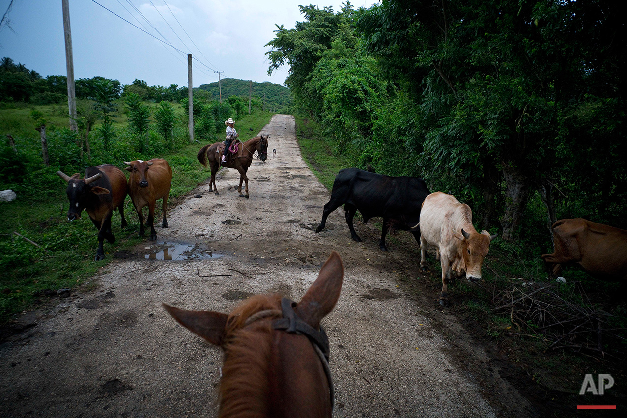  In this July 29, 2016 photo, cowgirl Dariadna Corujo sits on her horse while herding cattle near a farm in Sancti Spiritus, central Cuba. At the tender age of 6, Dariadna is already an expert barrel racer and calf roper, wearing pink boots as she co