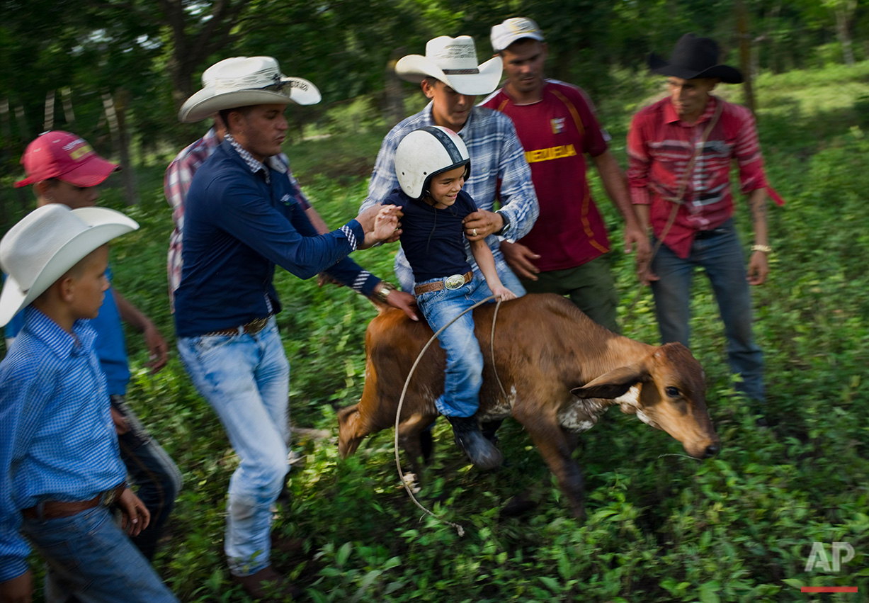  In this July 29, 2016 photo, cowboys team up to help 5-year-old cowboy David Obregon learn to ride a calf during an improvised rodeo game at a farm in Sancti Spiritus, central Cuba. In the Cuban countryside, many children learn to ride a horse befor