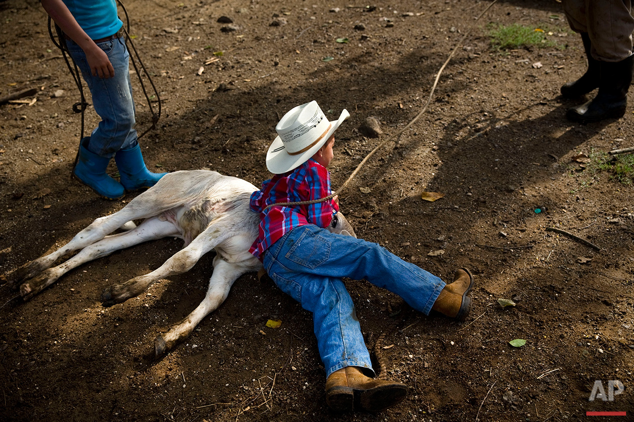  In this July 29, 2016 photo, 5-year-old cowboy David Obregon holds down a calf during an improvised rodeo event at a farm in Sancti Spiritus, central Cuba. In the Cuban countryside, many children learn to ride a horse before they learn to ride a bic