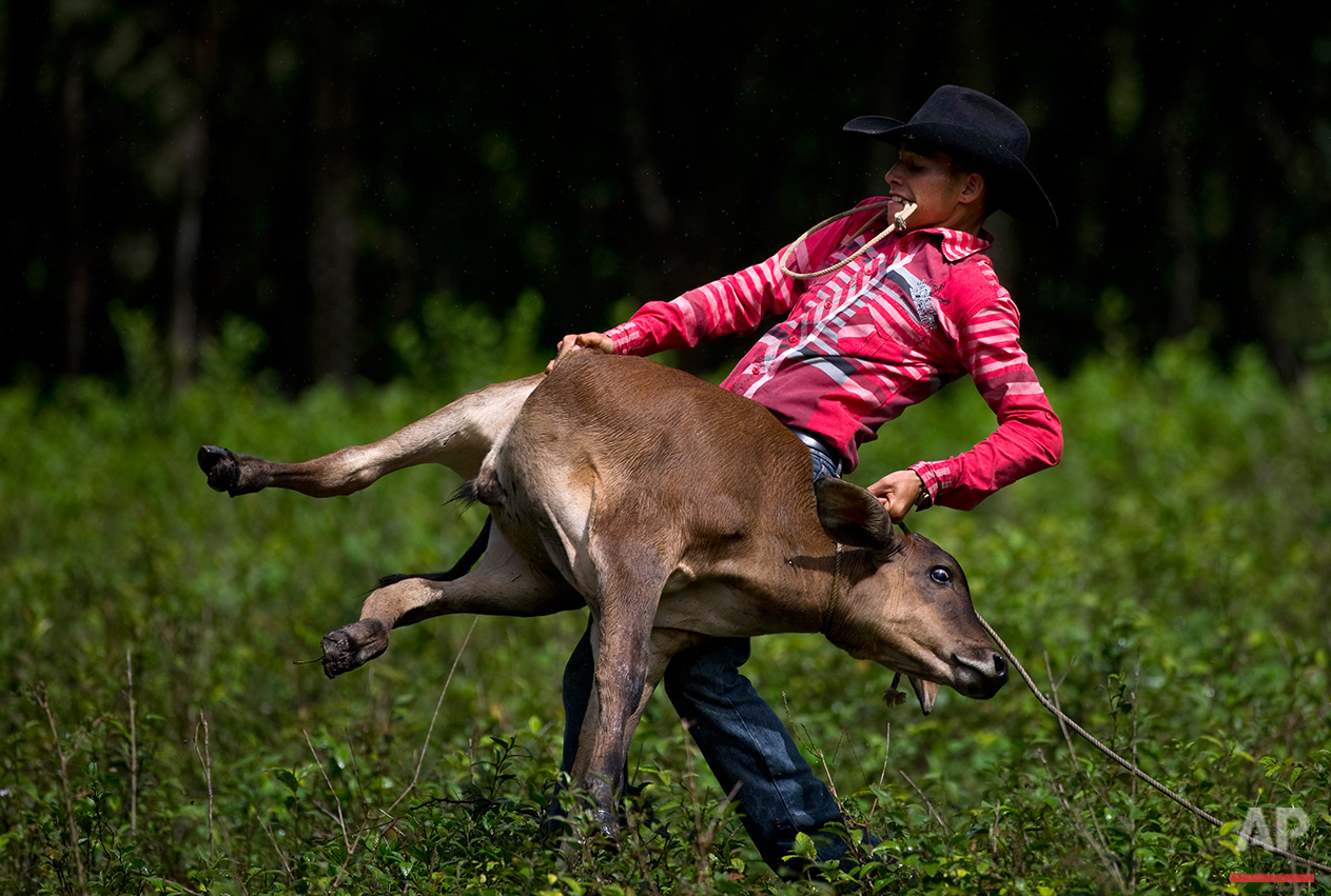  In this July 29, 2016 photo, a cowboy throws a calf to the ground to wrap its legs, during an improvised rodeo game at a farm in Sancti Spiritus, central Cuba. In the Cuban countryside, many children learn to ride a horse before they learn to ride a