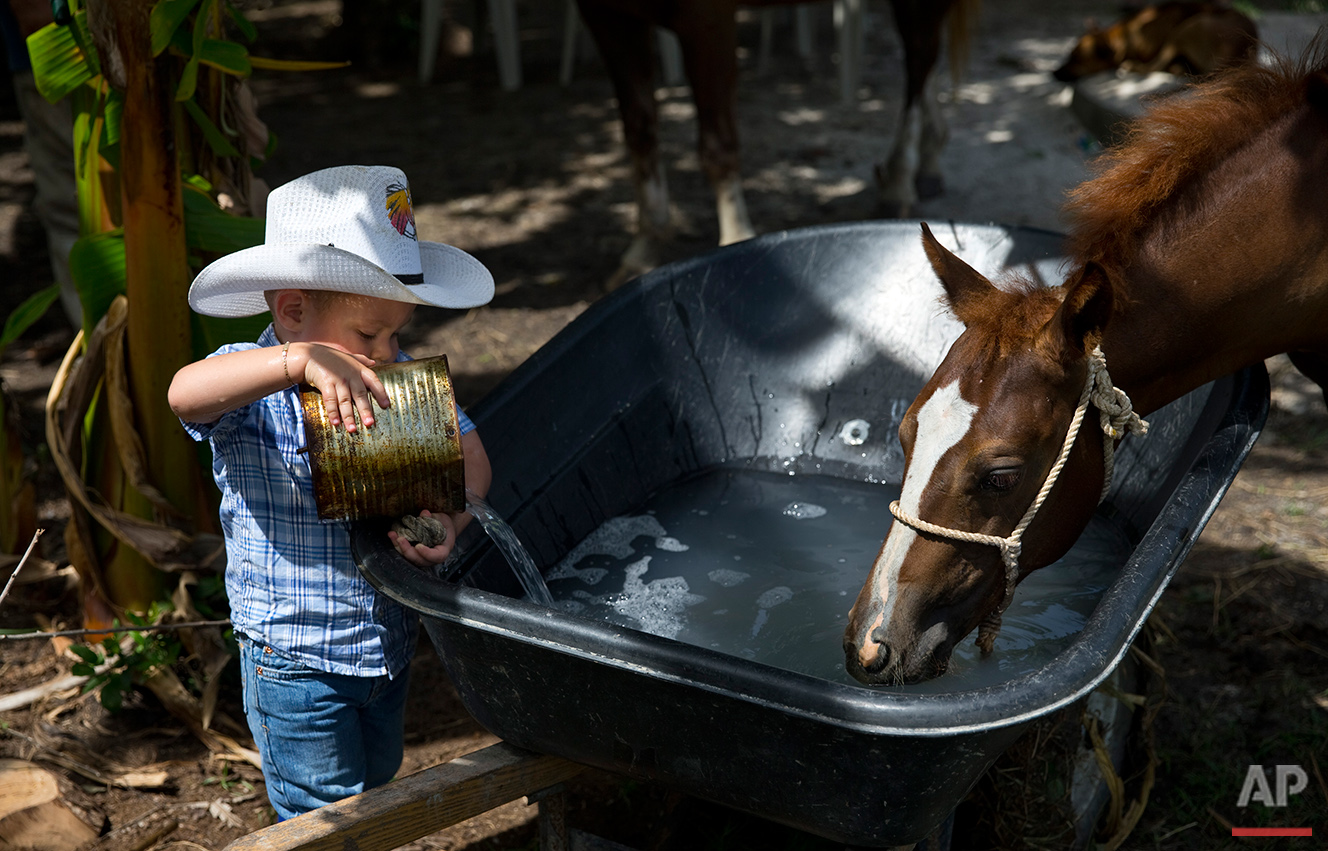  In this July 29, 2016 photo, 2-year-old cowboy Wrangler Ponce pours water into a wheelbarrow serving as a water troff for the horses at his parents farm in Sancti Spiritus, central Cuba. In the Cuban countryside, many children learn to ride a horse 