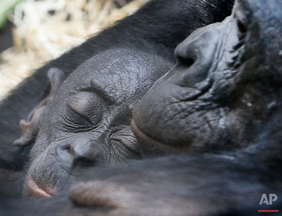  A 1-week-old Bonobo baby sleeps in the arms of its mother Bashira at the zoo in Frankfurt, Germany, Friday, Aug. 5, 2016. (AP Photo/Michael Probst) 