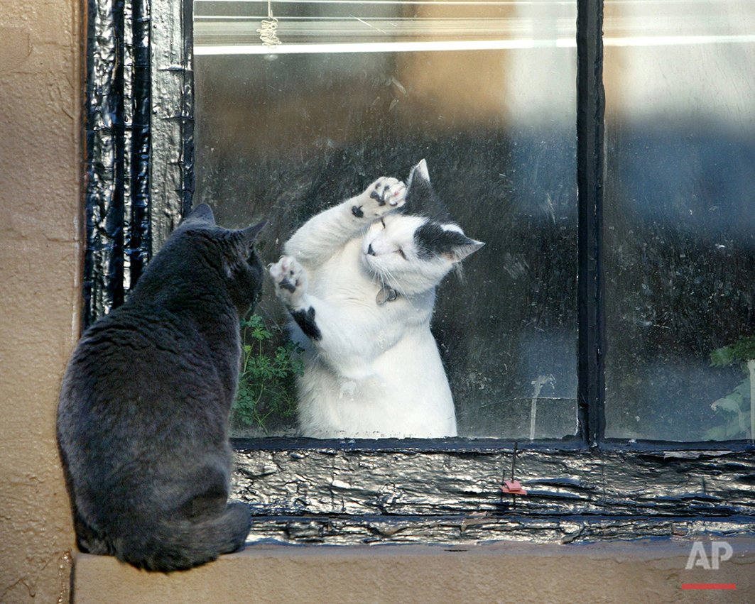 Separated by a pane of glass, a white cat on the inside of a Brooklyn brownstone tries to play with a black cat sitting on the exterior window sill Monday, March 1, 2004, in New York. (AP Photo/Kathy Willens)