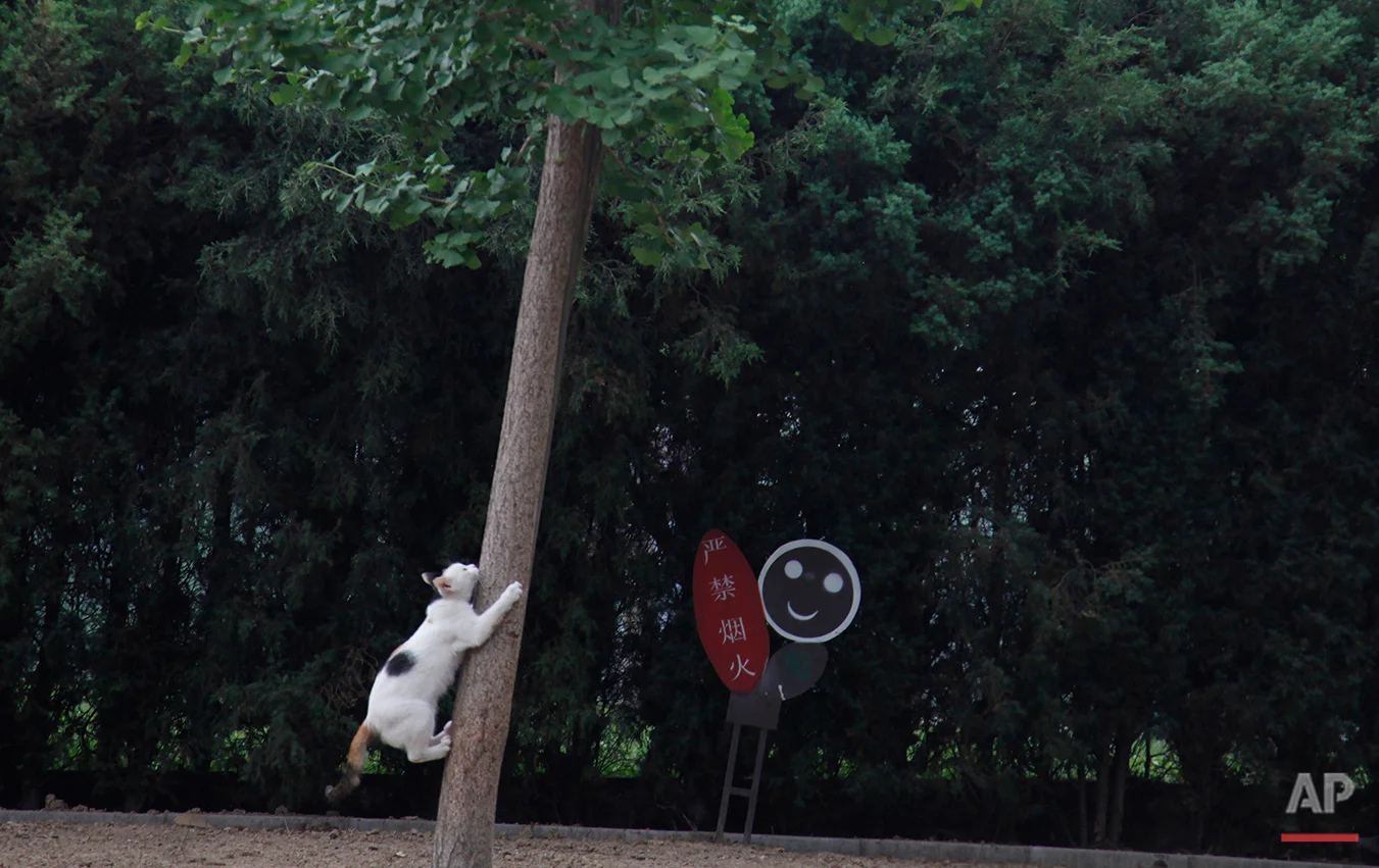 A cat attempts to climb a tree at a park in Beijing, China, Wednesday, June 15, 2011. (AP Photo/Ng Han Guan)