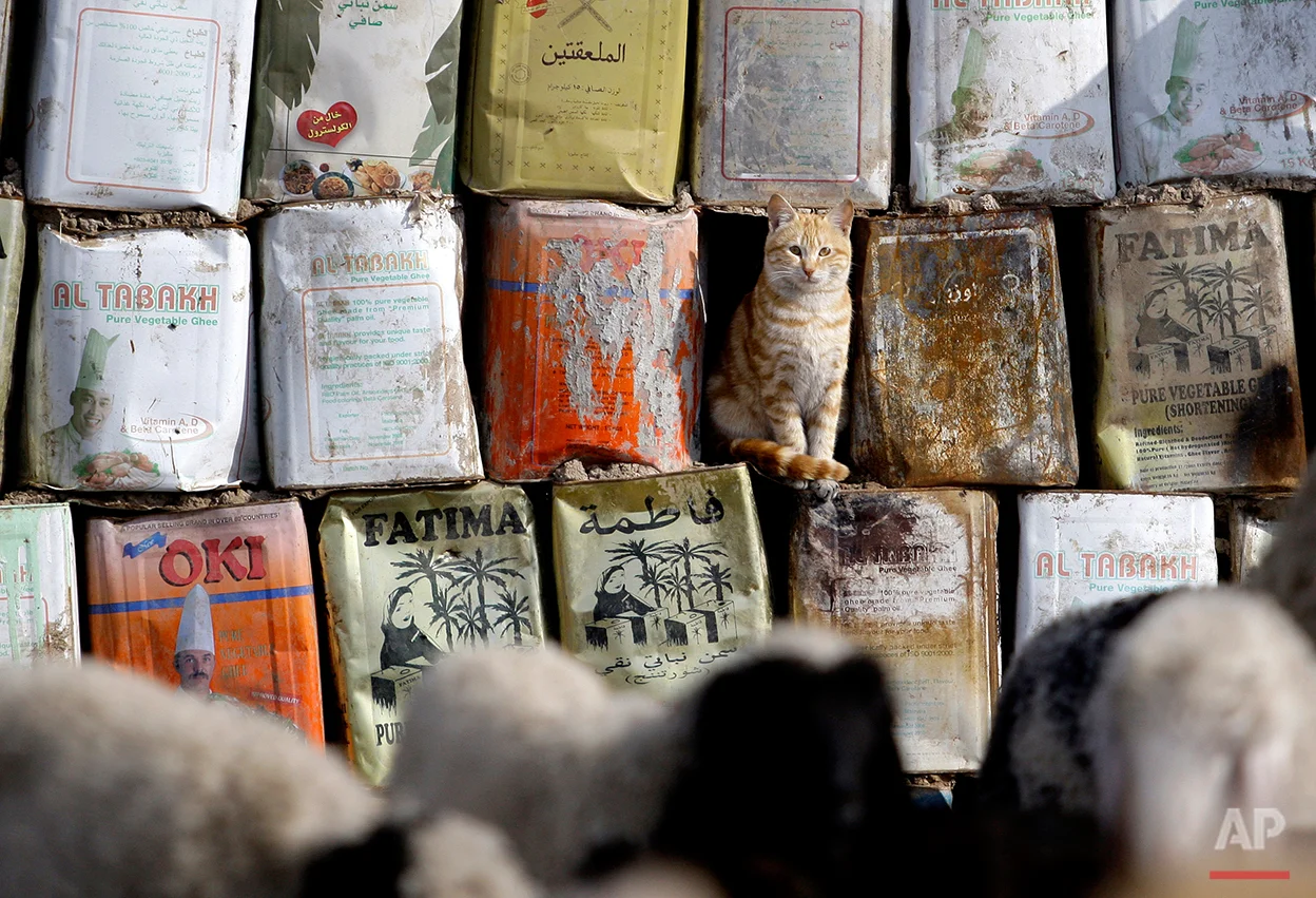 A cat looks at a herd of goats at a compound for the displaced in western Baghdad, Iraq, Tuesday, Jan. 4, 2011. An estimated 1.55 million people are currently displaced inside Iraq, according to the International Organization for Migration. (AP Photo/Hadi Mizban)