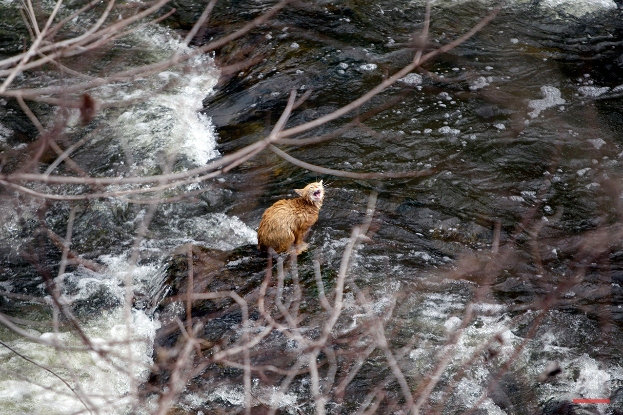  A cat is stranded on a rock surrounded by rapids at the base of Akron Falls in Akron Falls Park in Akron, N.Y., Monday, April 4, 2011. (AP Photo/David Duprey) 