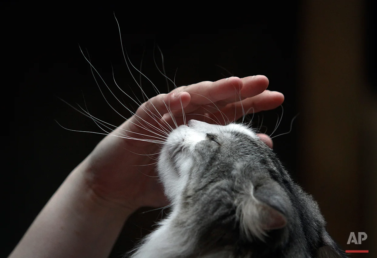  A woman pets her cat during the International Cat Exhibition in Sofia, Saturday, April 30, 2011. Some 170 cats take part in a two-day exhibition, aimed at awarding and stimulate the breeding of pure-bred cats.(AP Photo/Valentina Petrova) 
